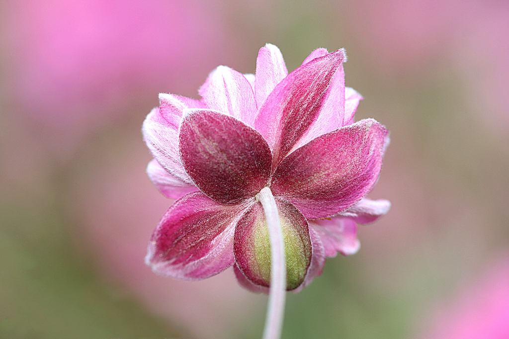 Pink Anemone Backside