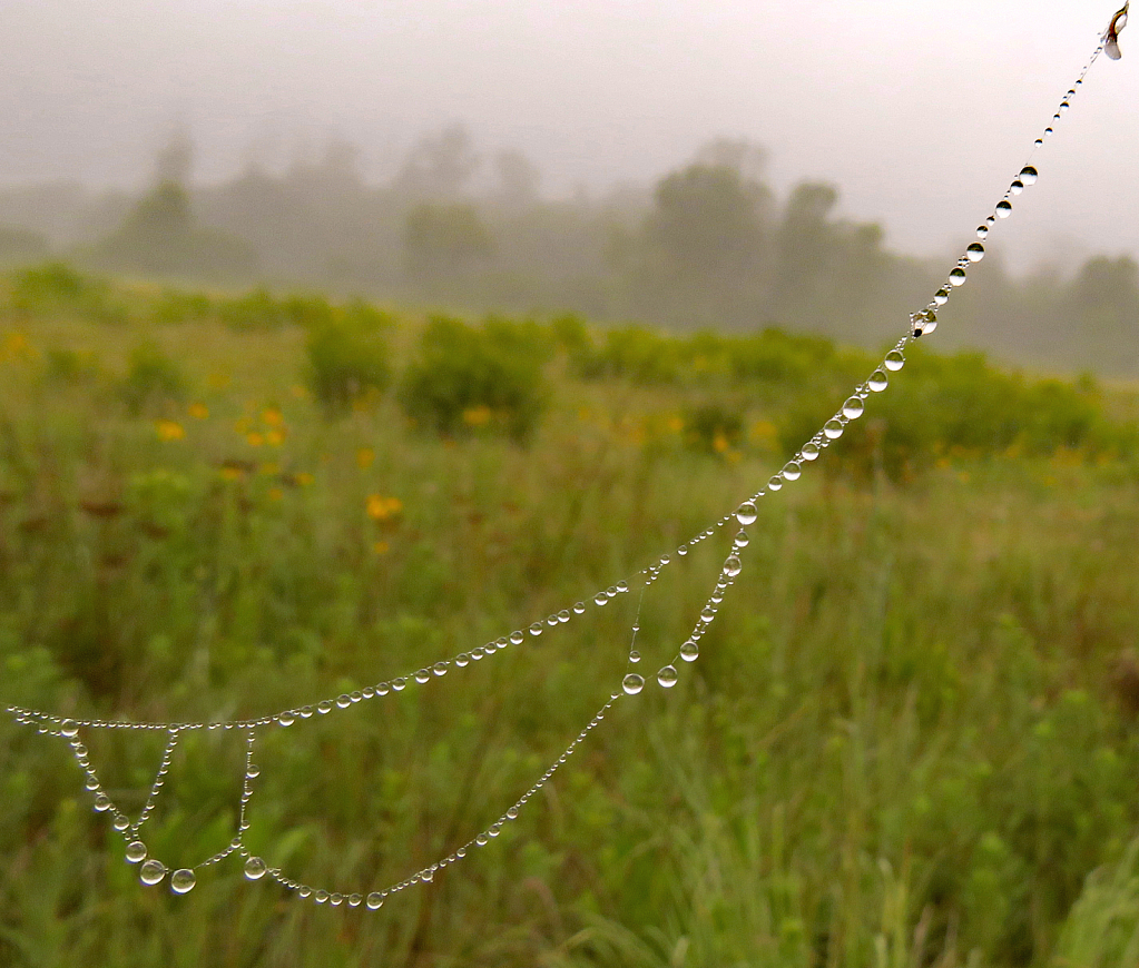 Dewy Website