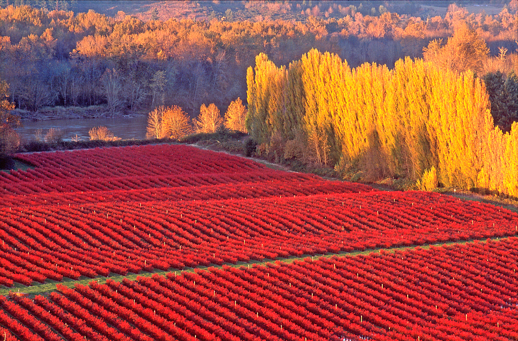 Blueberry Fields