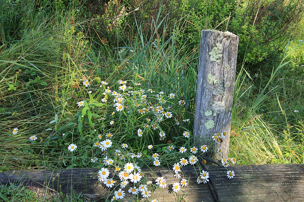 Late Summer Flowers