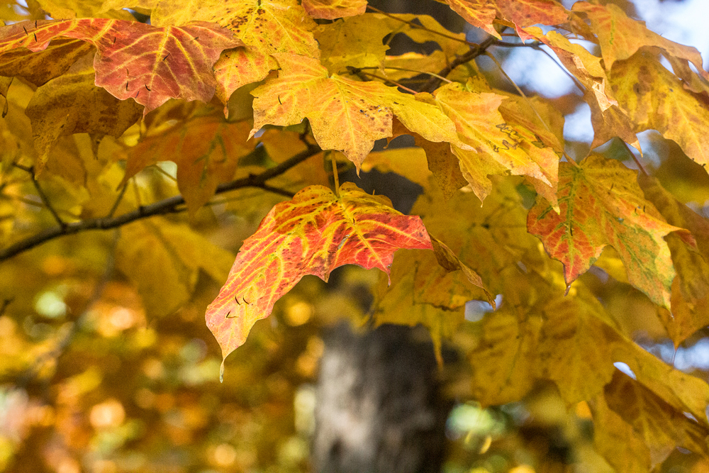 Autumn Leaves 