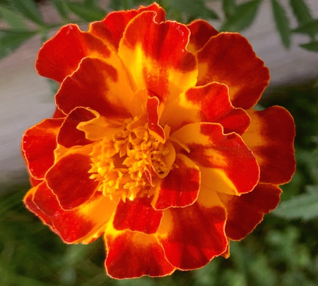 Marigold 