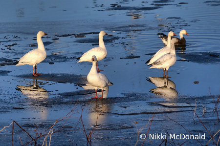 Snow Geese and Reflections