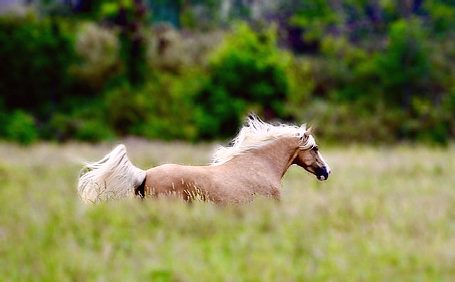 ACAPELLA- my Palomino Filly.