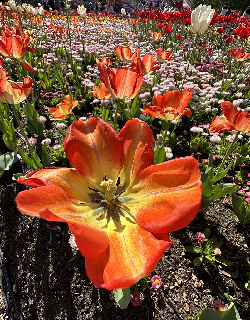 Tulip paradise