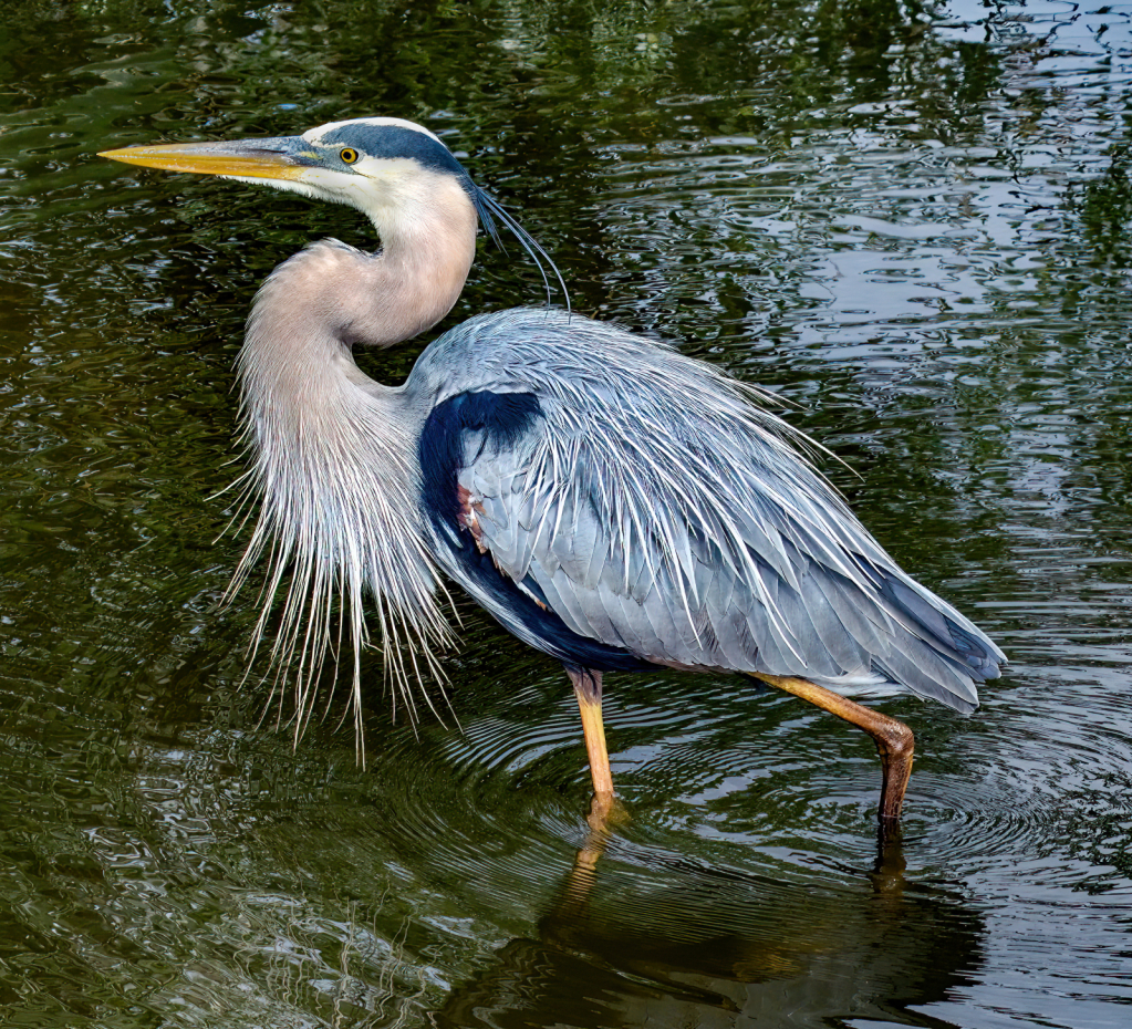 WALKING IN THE WATER