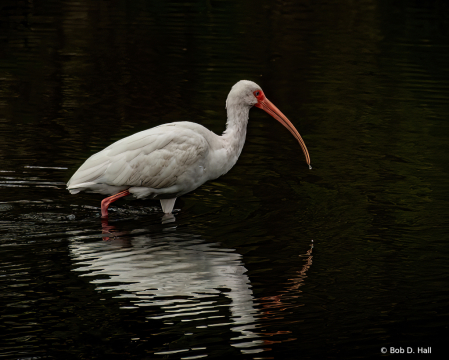 Ibis Reflected
