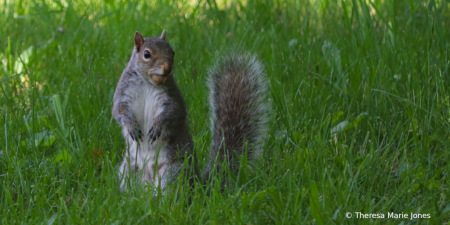 Nutty Squirrel