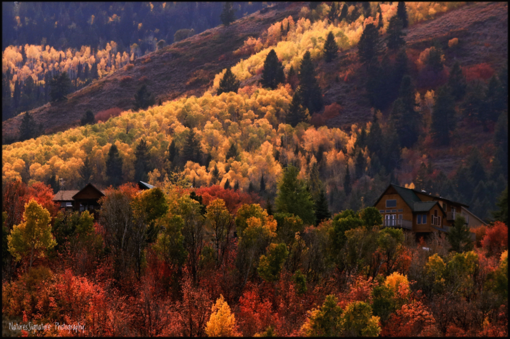 ~ Autumn's Splendor ~ - ID: 16080619 © Trudy L. Smuin