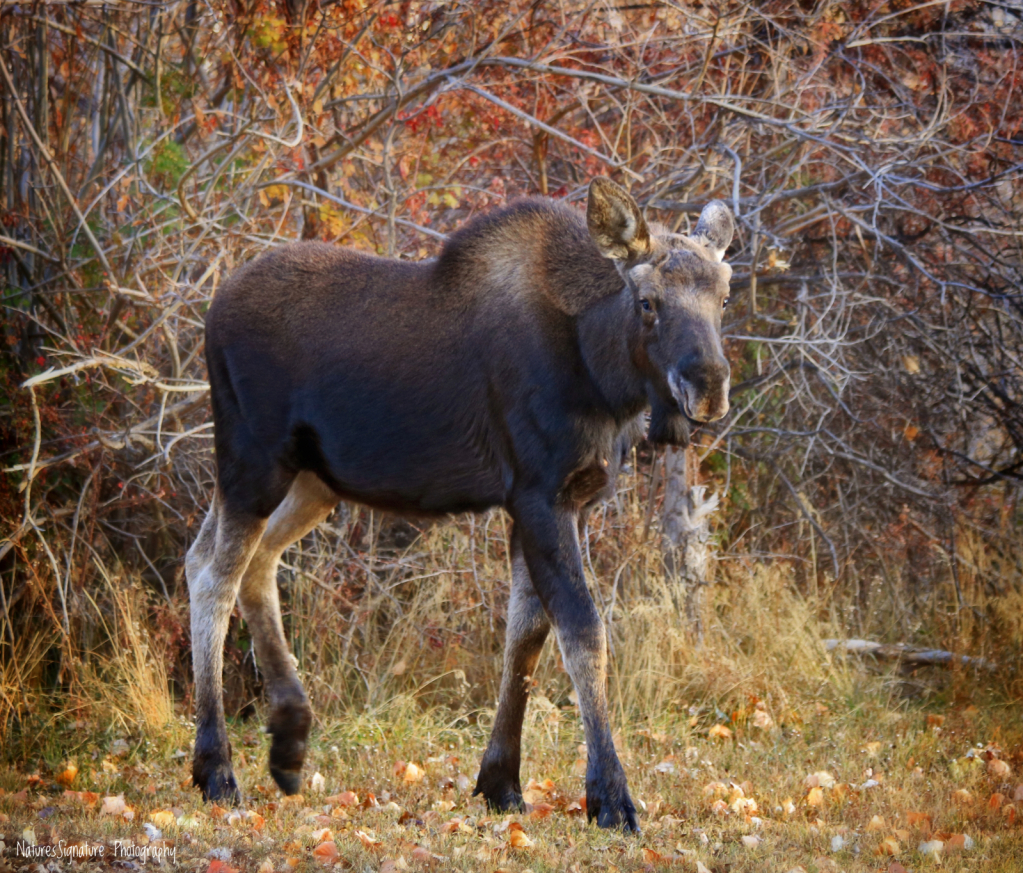 ~ Moose Coming Thru ~ - ID: 16080622 © Trudy L. Smuin