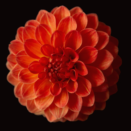 Dahlia