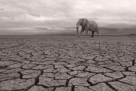 Big Elephant on Dry River Bed