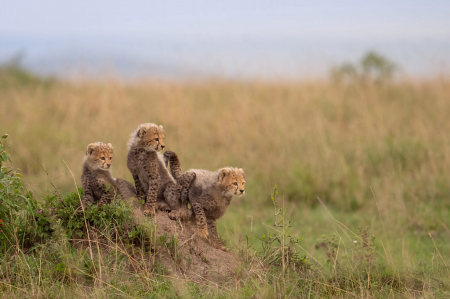Three Cheetah Cubs