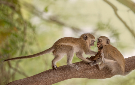 Vervet Monkeys Outside our Back Door