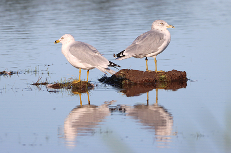 Pair of Gulls