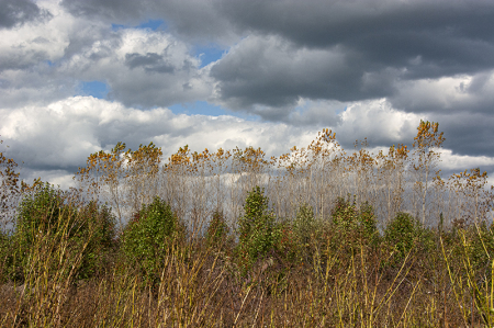 Layers of Nature