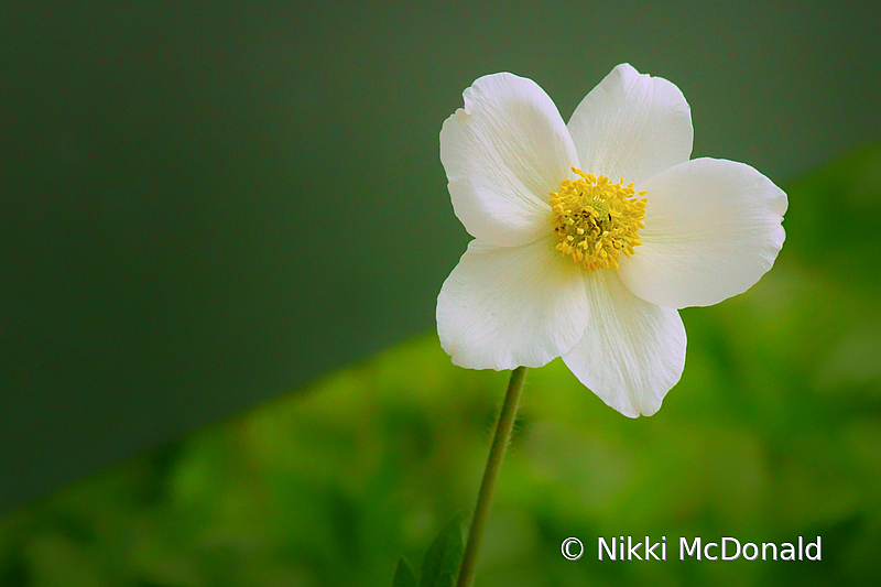 Snowdrop Anemone