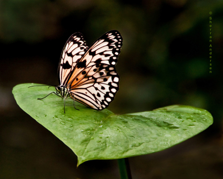 Butterfly Waltz