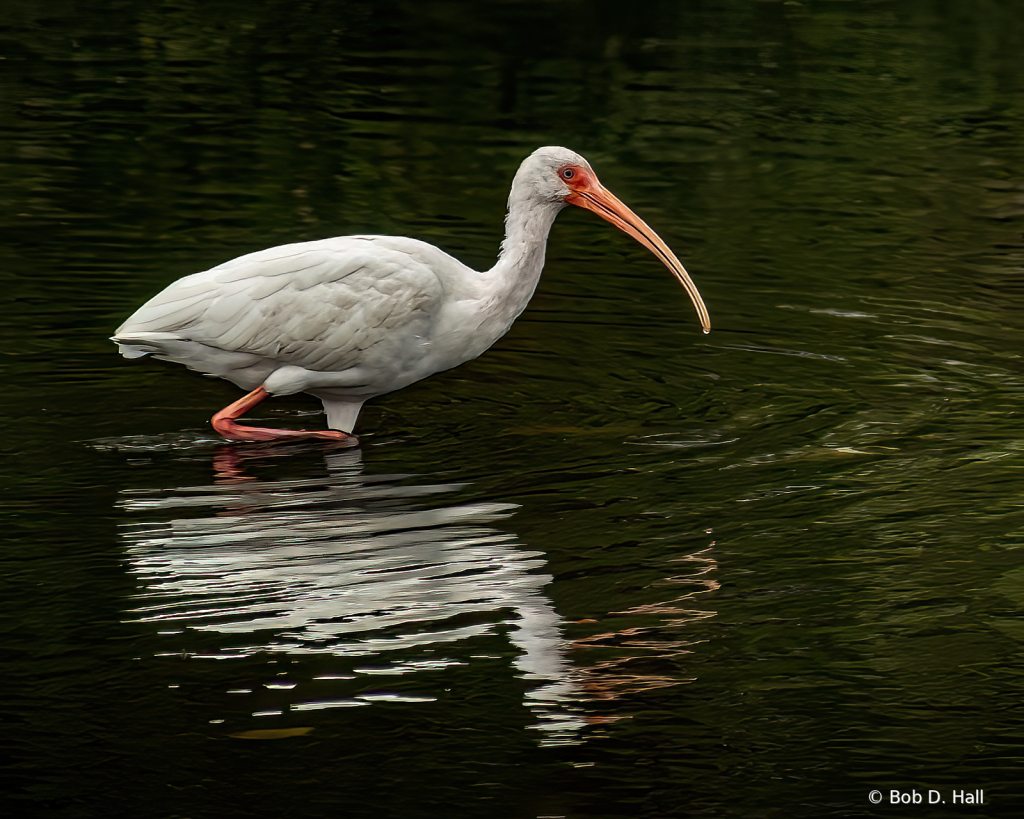 Ibis Reflected Again