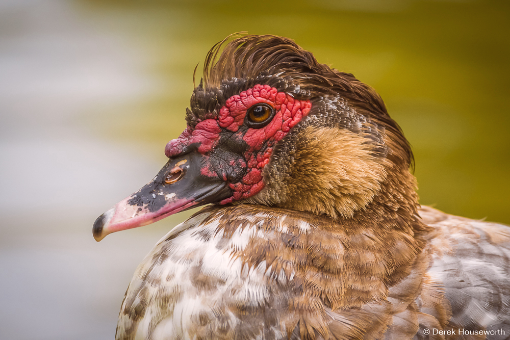 Muscovy Duck