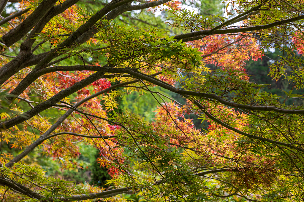 Turning Leaf