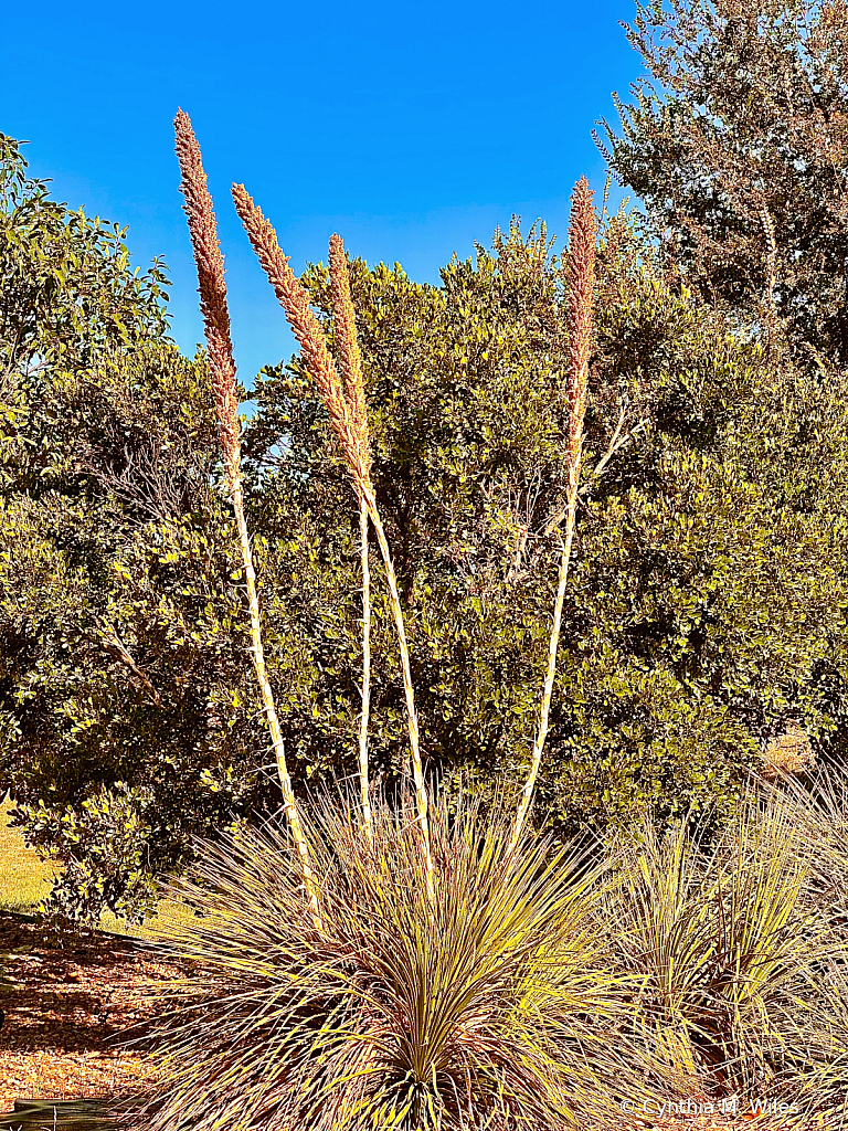 Texas Tall 