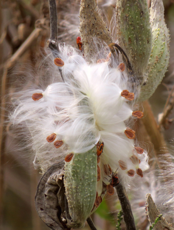 Milkweed With Bugs