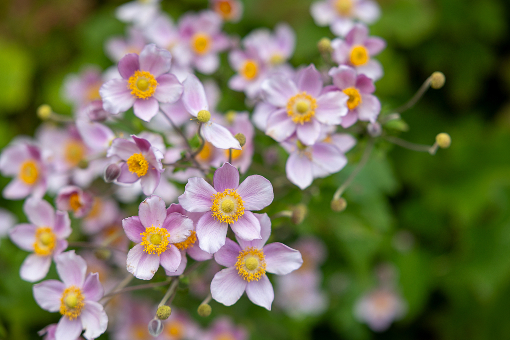 Splash of Anemones