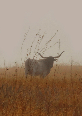 Longhorn in the Fog