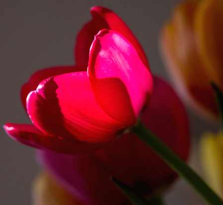 Red Tulip Aglow