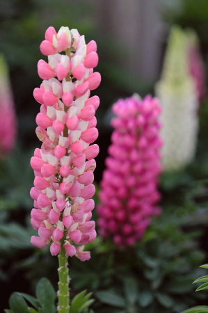 Lupine
