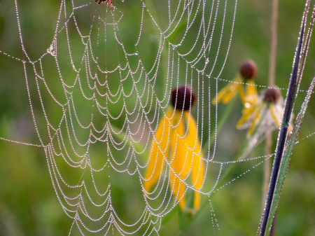 Yellow Behind Web