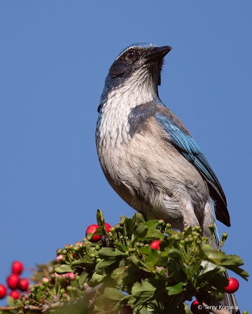 California Scrub-jay