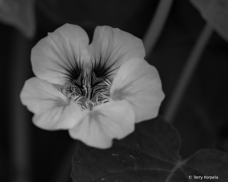 Berkeley Botanical Garden B&W