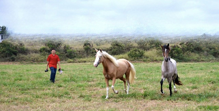Two Mares & A Boy