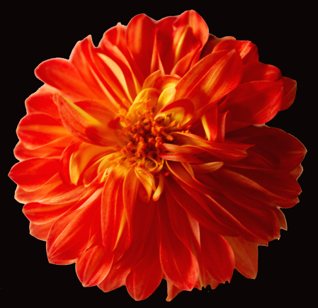 Dahlia