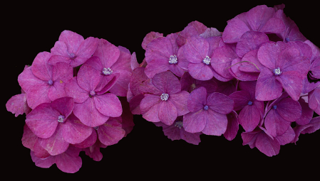 Hydrangea