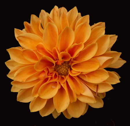Dahlia