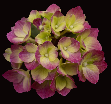 Hydrangea