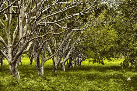 Quenepa Field