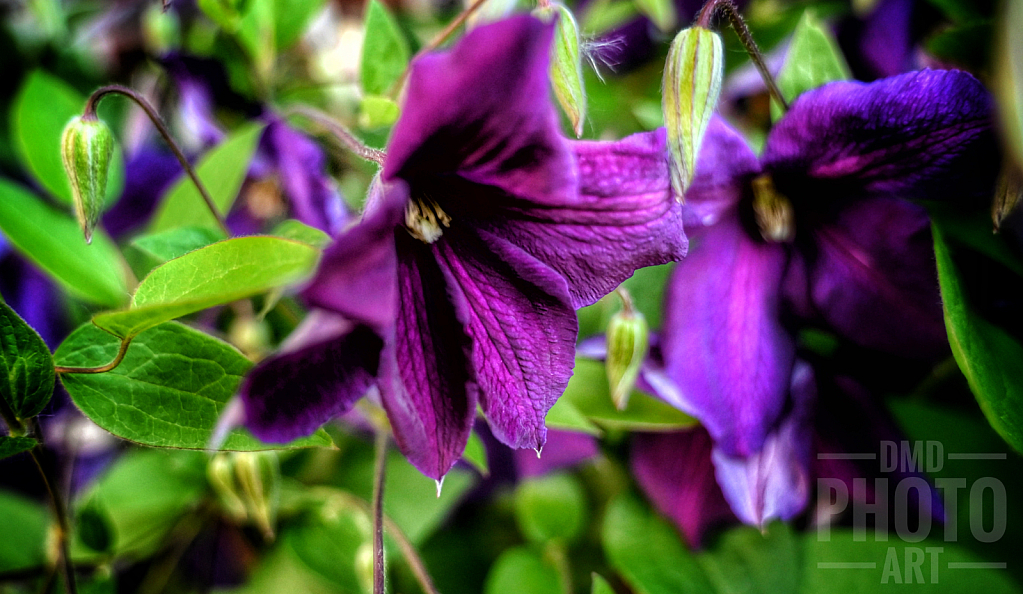 ~ ~ PURPLE CLEMATIS ~ ~ 