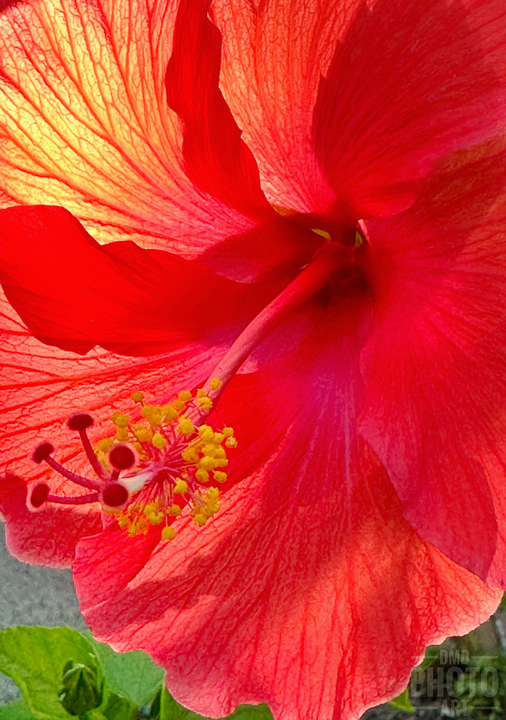 ~ ~ VEINY HIBISCUS ~ ~ 