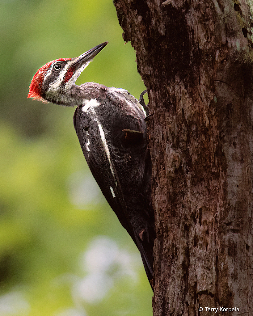 Pileated Woodpecker