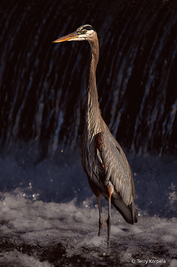 Great Blue Heron