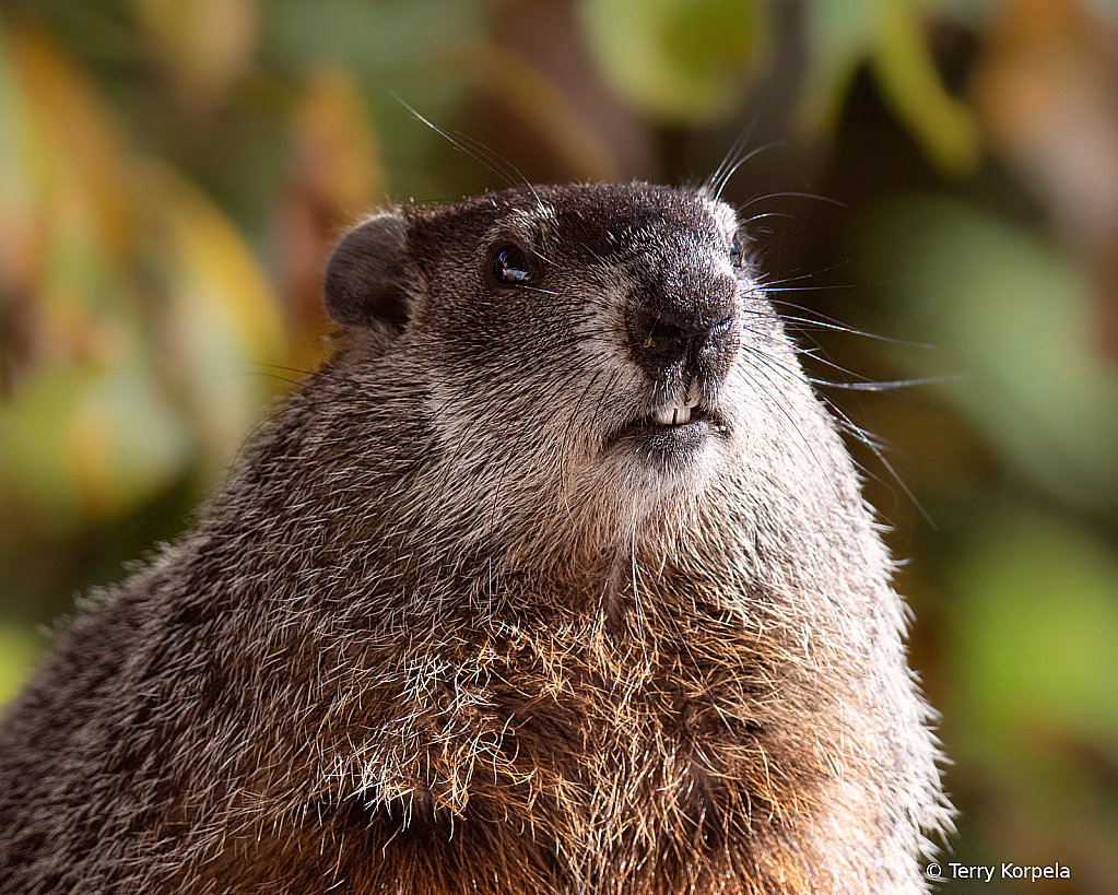 Groundhog - ID: 16081345 © Terry Korpela