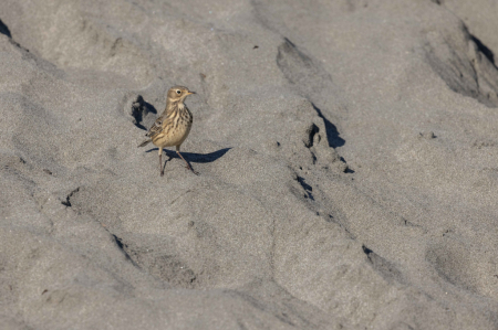 Bird on the Beach