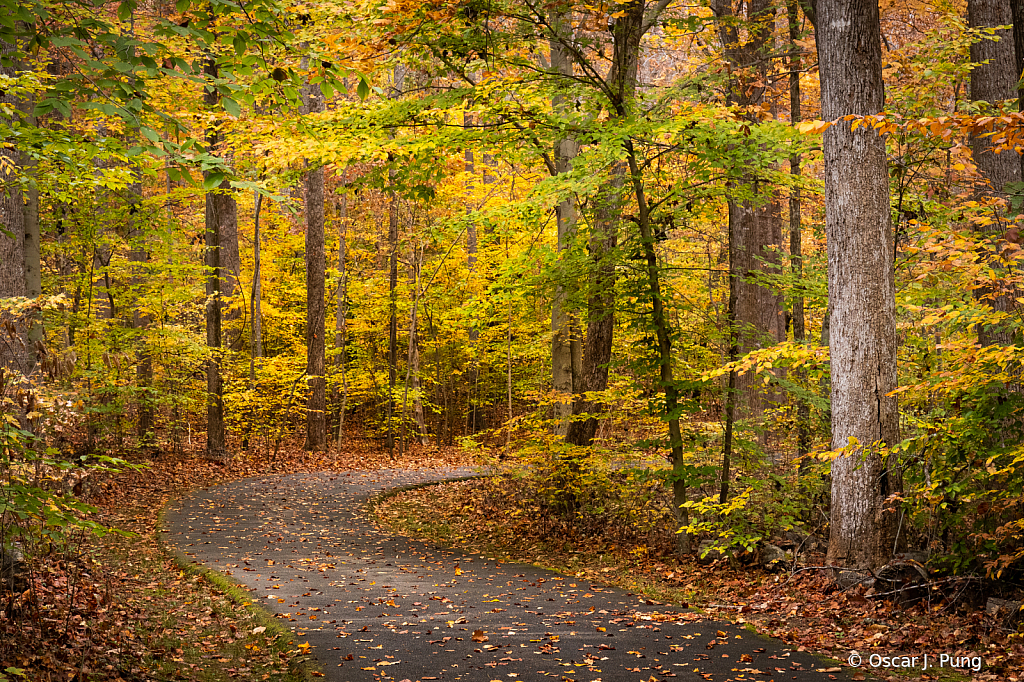 Fall Foliage Experience 