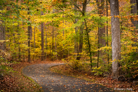 Fall Foliage Experience 