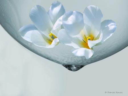 Flowers In A Bubble