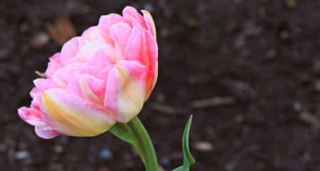 bicolor tulip